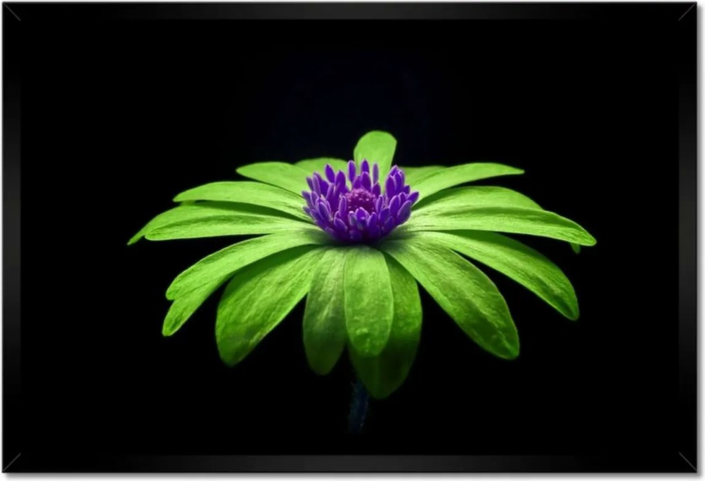 Poszter keretben 60x40 Lime szirmok