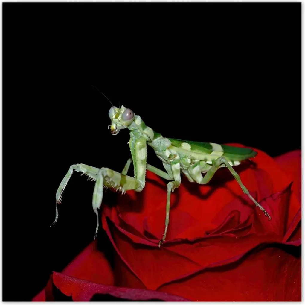 Poszter 70x70 Sáska piros virág