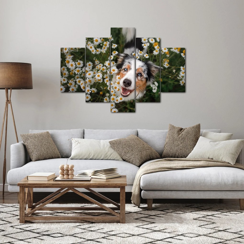 Kép - Ausztrál juhászkutya (150x105 cm)