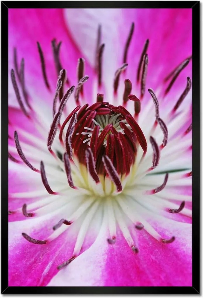 Poszterek keretben 40x60 Fehér-lila szirmok