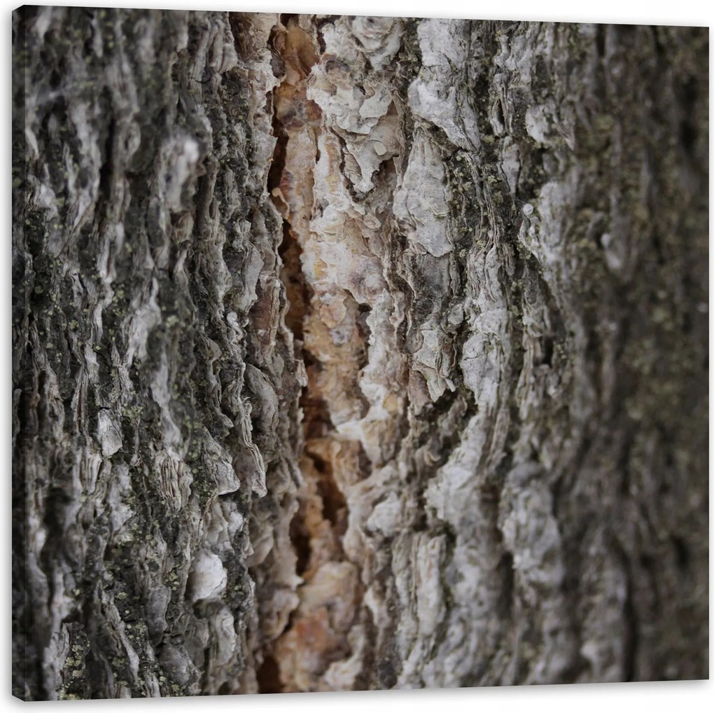 Vászonkép Természet Fakéreg Varázslat Erdő Fák 80x80