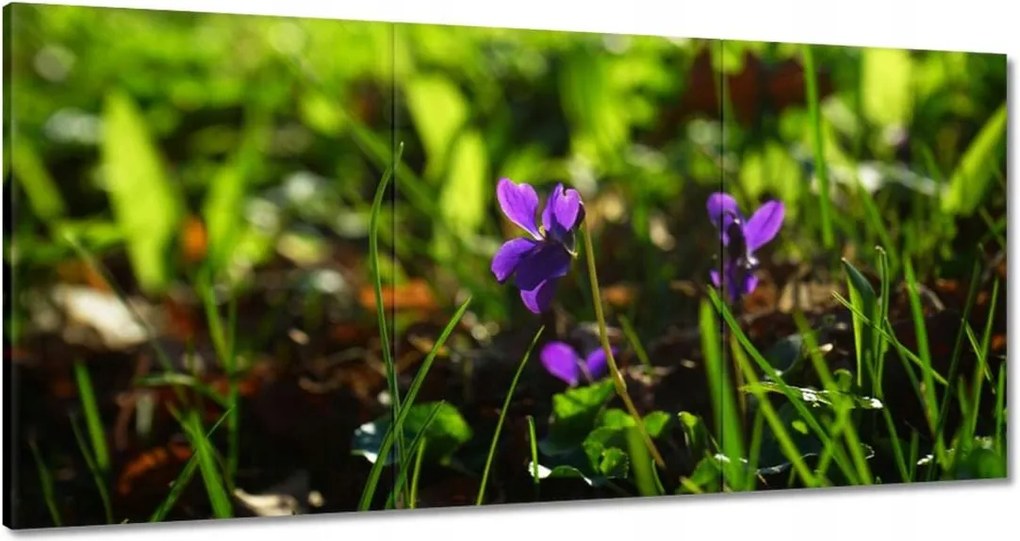 Festmények 180x90 Mezei ibolya