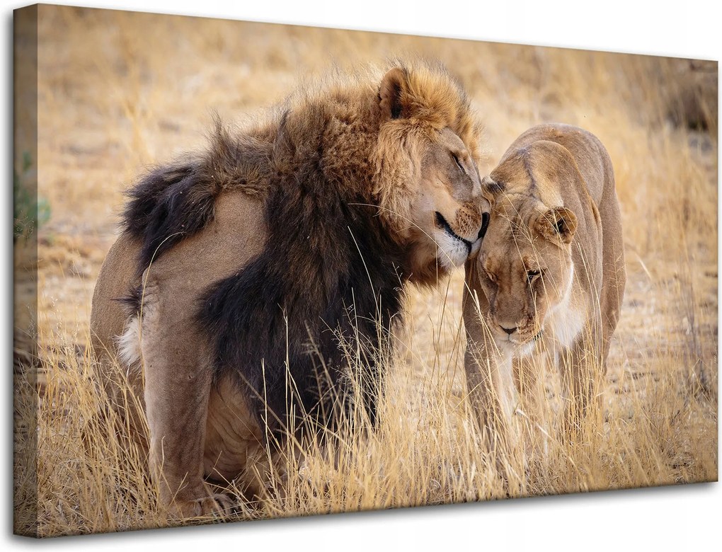 Vászonkép Oroszlánpár Szerelem szavanna Természet 80x50 cm