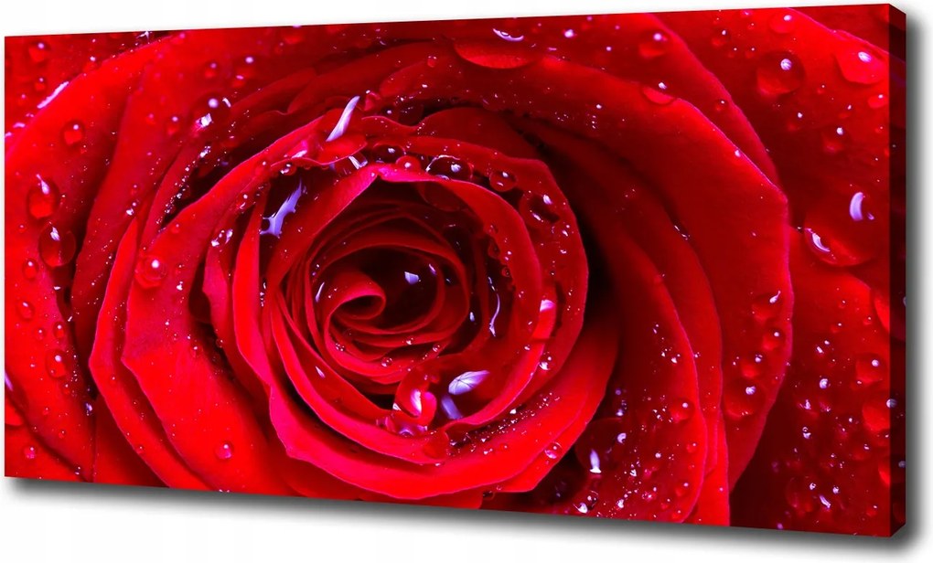 Canvas falikép Rózsa virág 120x60 cm