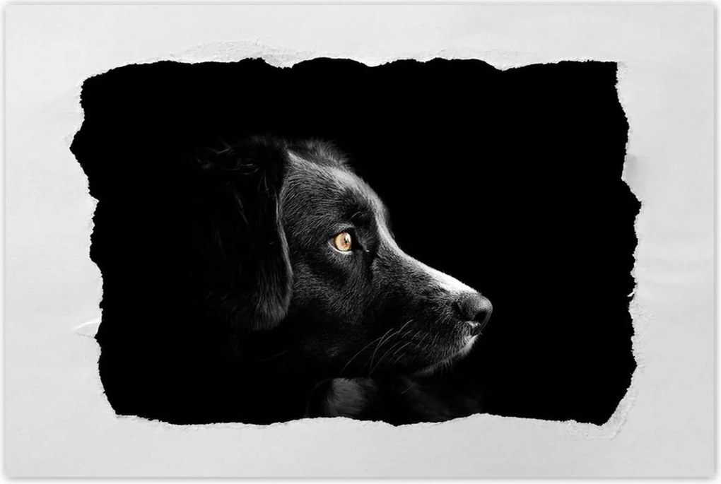 Poszterek 60x40 Négylábú barát