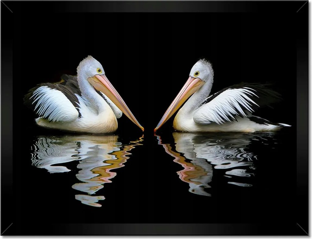 Poszterek keretben 40x30 Kormoránok