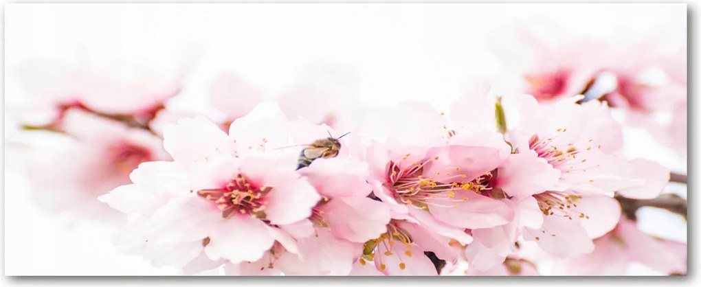 Konyhai védőpanel üvegből Cseresznyevirágok XXL