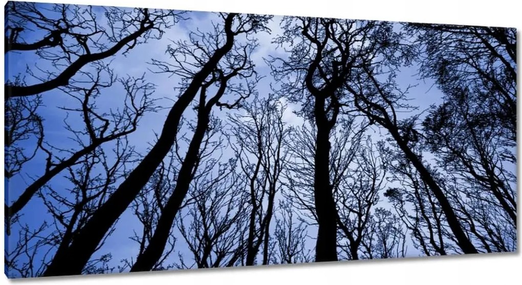 Vászonkép 115x55 Erdő Fák Kilátás alulról