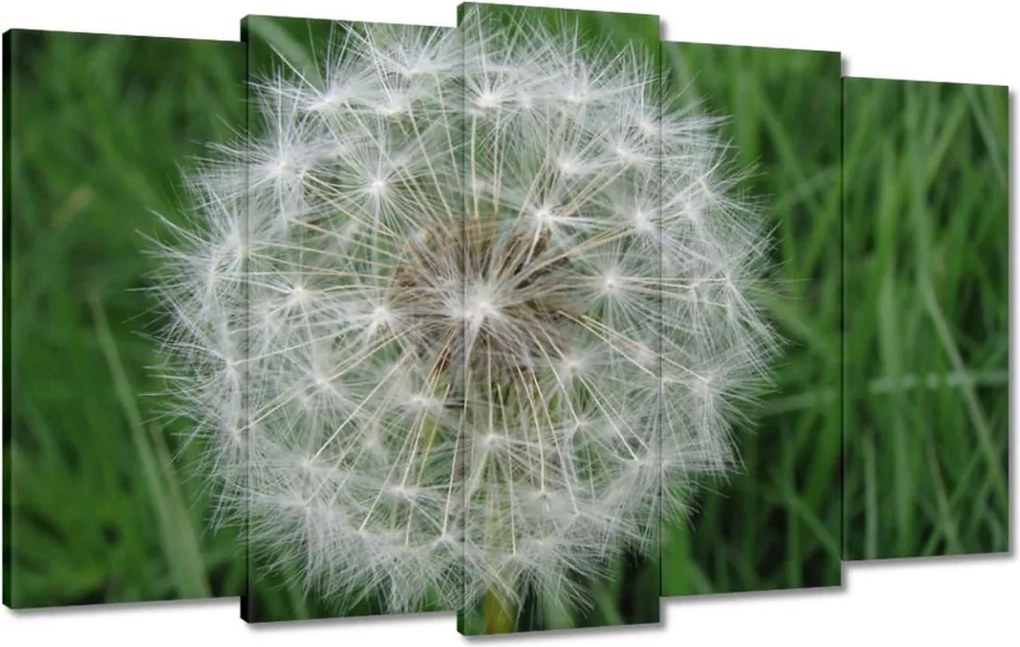 Vászonkép 100x60 Pitypang Virág Virágok