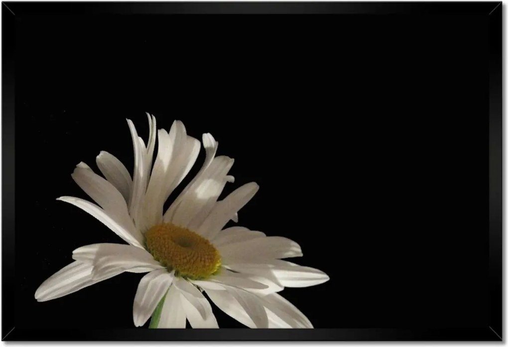 Poszter keretben 60x40 Fehér kamilla virág