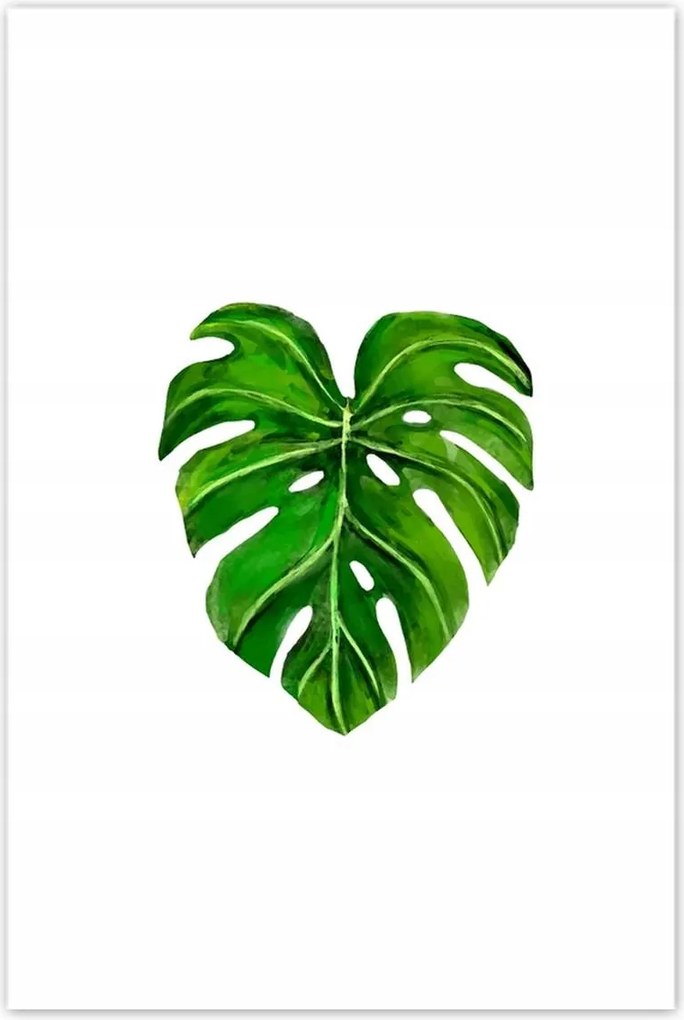 Poszter 60x90 Lyukas monsera levél