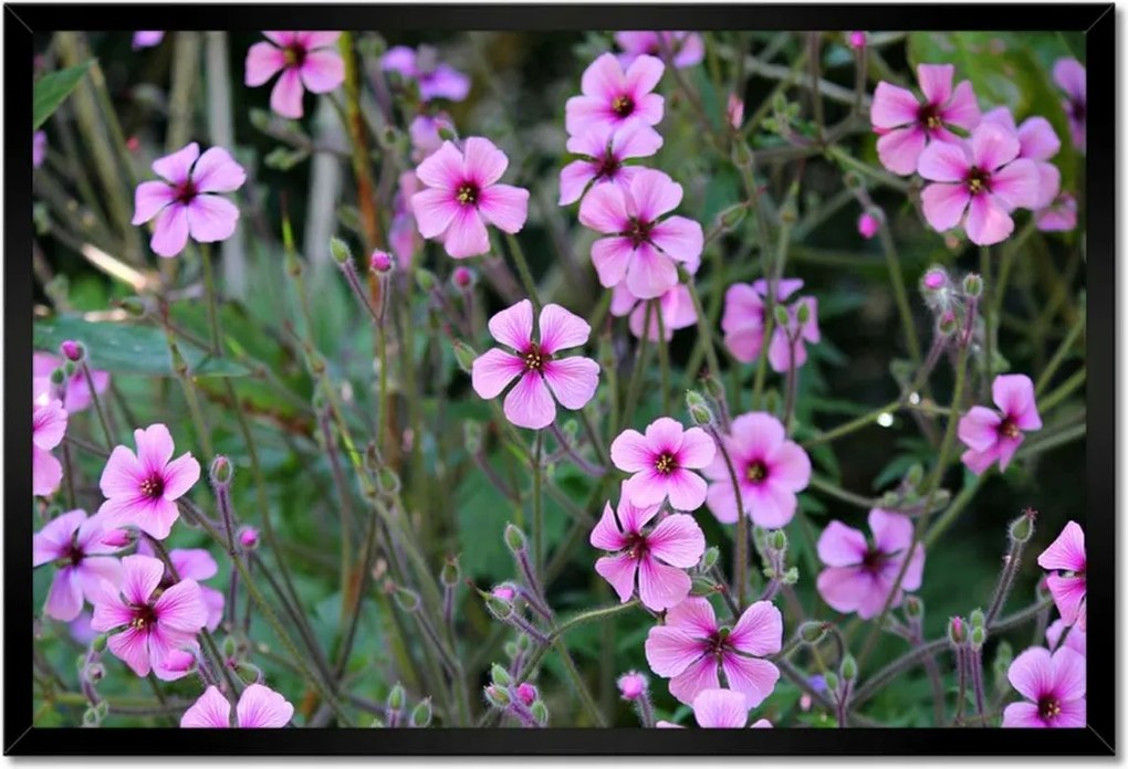 Poszter keretben 60x40 Lila virágok