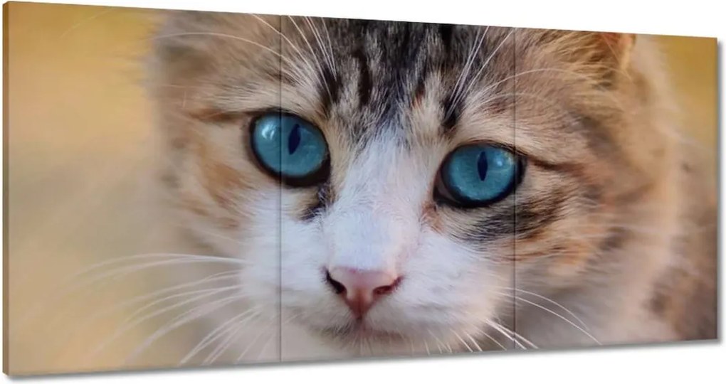 Vászonkép 120x60 Cica Cicák Macskák