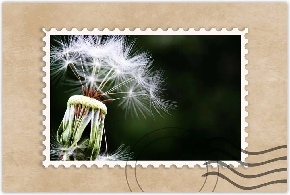 Poszterek 60x40 Pitypang Virág Virágok