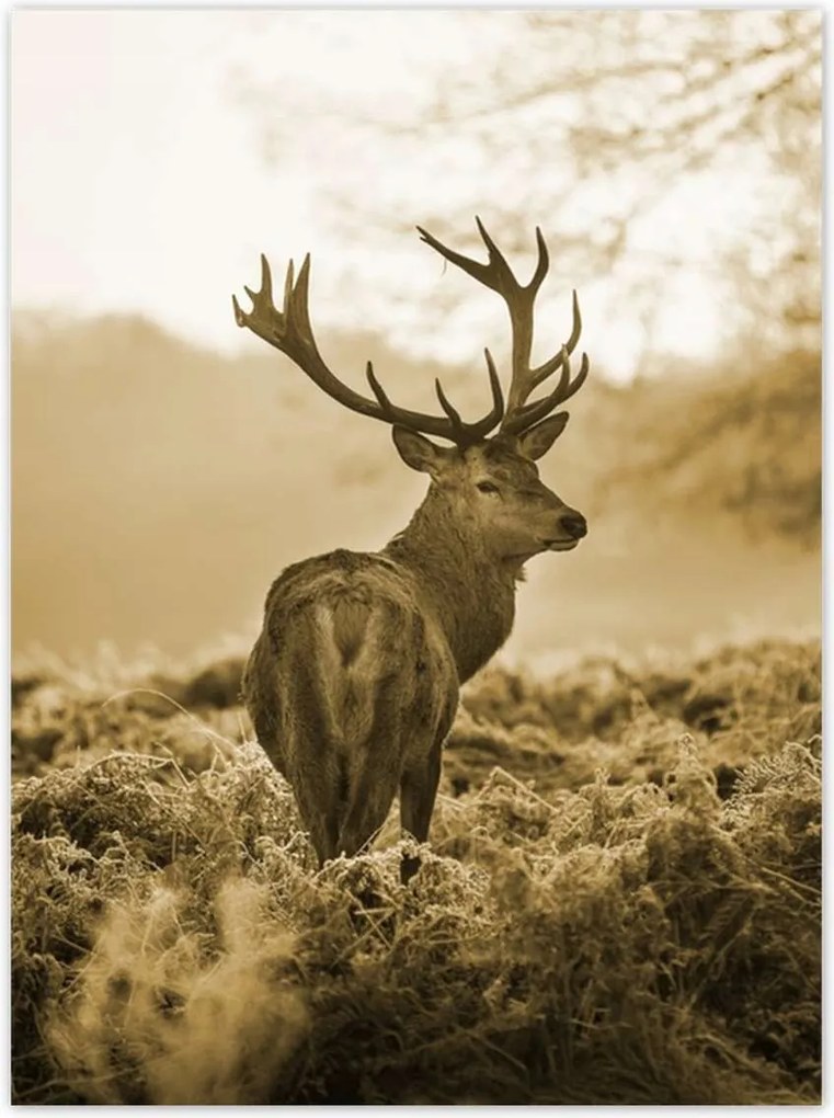 Poszterek 100x135 Szarvas az erdőben