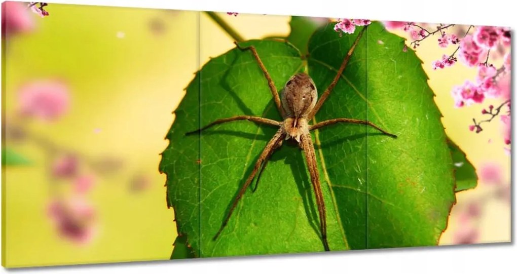 Vászonkép 120x60 Állatok