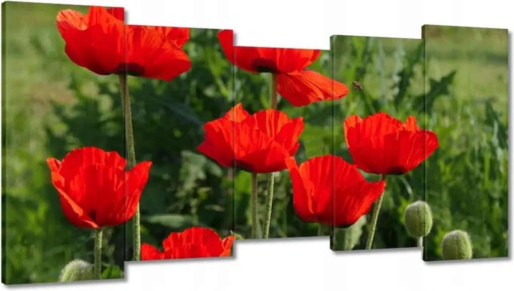 Vászonkép 150x80 Pipacs Virágok