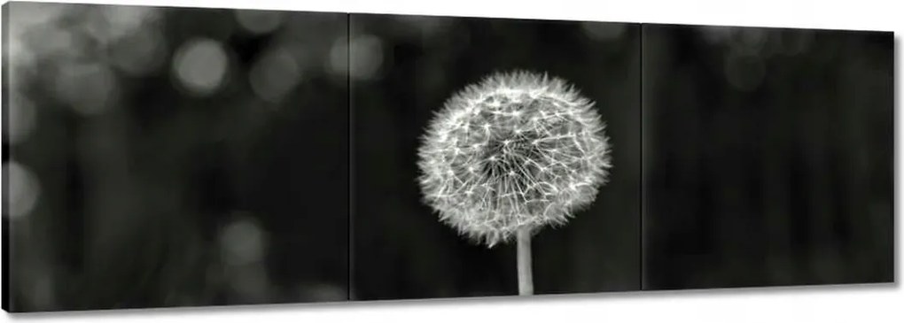 Vászonkép 150x50 Pitypang Virág Makro