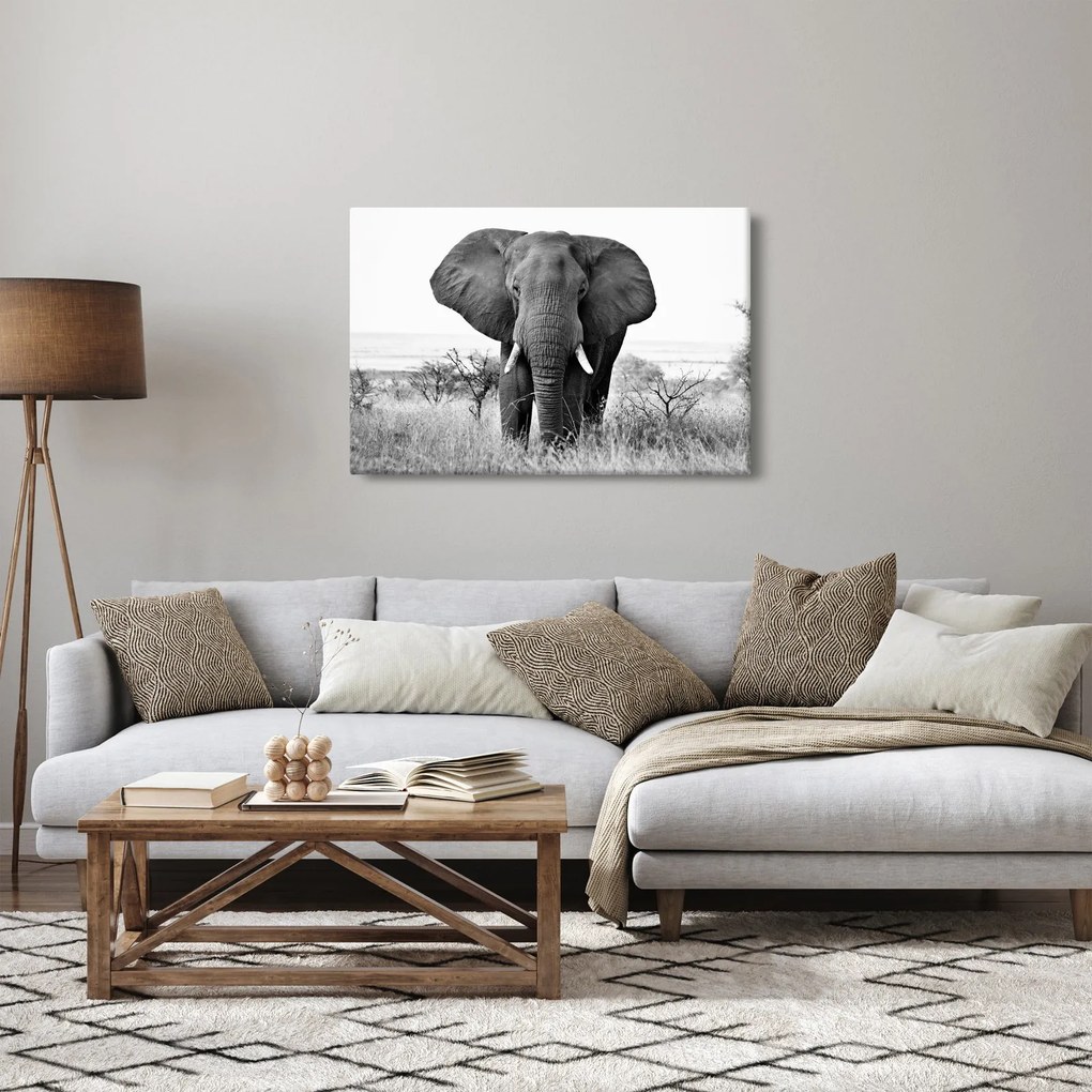 Kép - Afrikai elefánt II. (90x60 cm)
