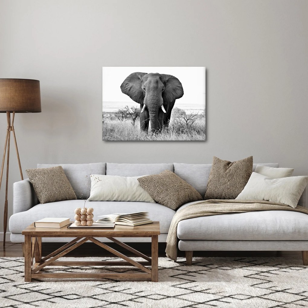 Kép - Afrikai elefánt II. (70x50 cm)