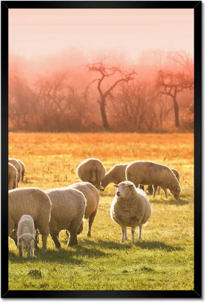 Poszterek keretben 40x60 Juh legeltetés Bárányok