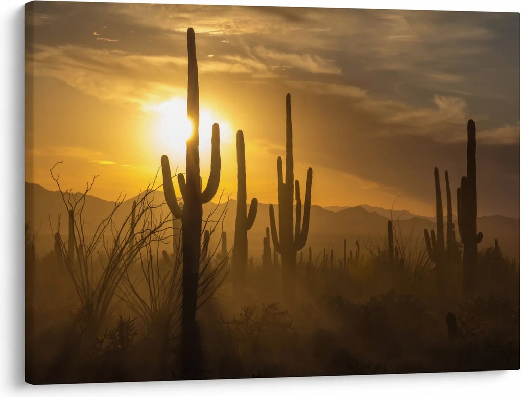 Kép - Saguaro kaktuszok (70x50 cm)