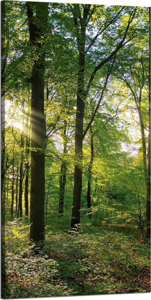 Vászonkép Nap Erdő Fák Fénysugarak 60x120 cm