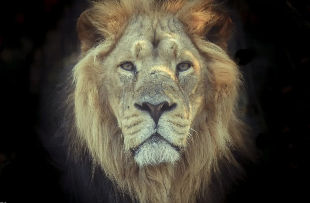 Poszter 91,5x60cm Oroszlánfej, Assaf Frank