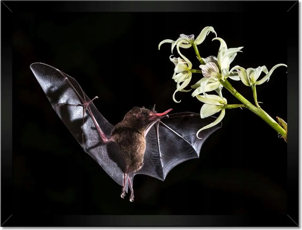 Poszterek keretben 40x30 Állatok