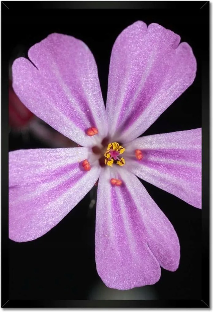 Poszterek keretben 40x60 Nőnap Ajándék Love