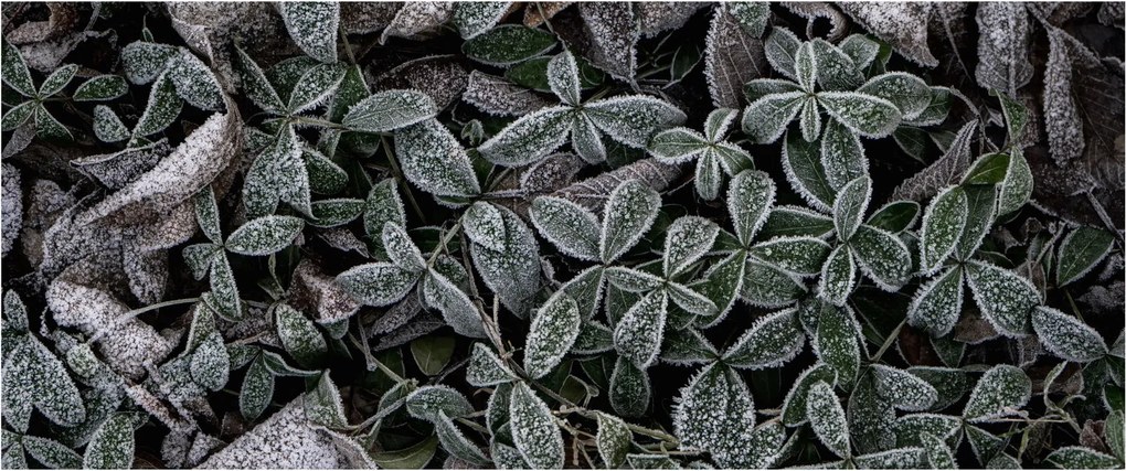 Kép - Fagyasztott növények (120x50 cm)