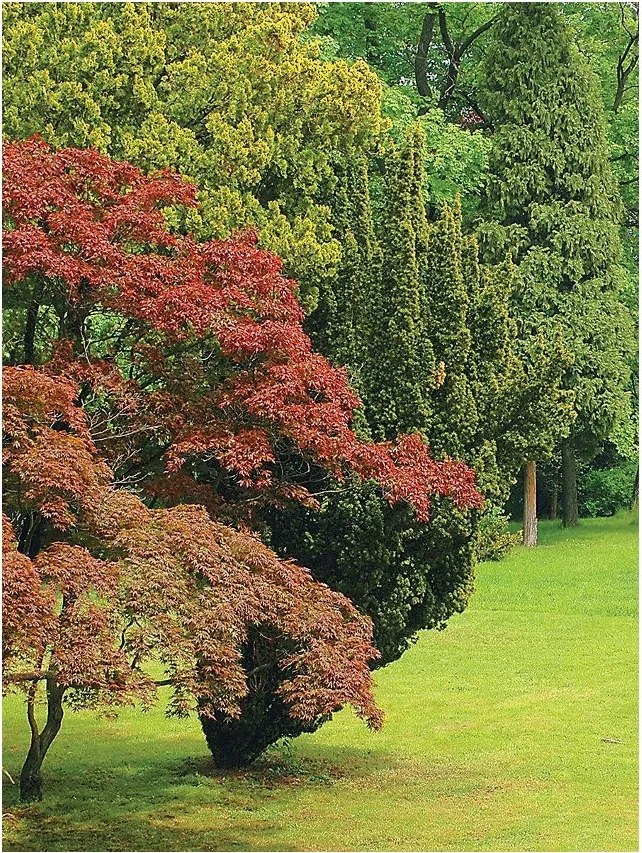 Flizelin fotótapéta Zöld erdő és fű természet a szobába 206x275 +ragasztó