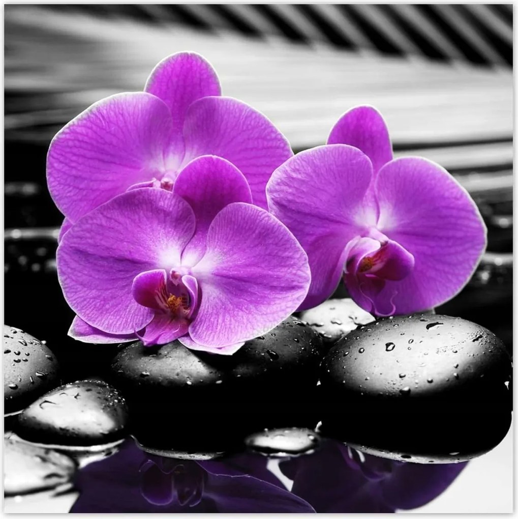 Poszterek 30x30 Lila leanderek