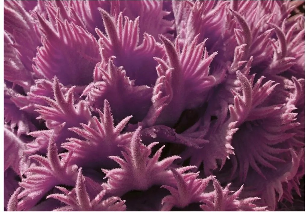 Fotótapéta korallzátony korall 152 x 104