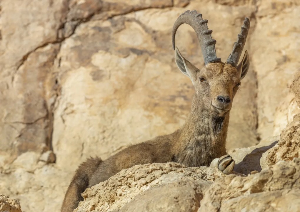 Poszter 59,4x42cm Nubiana Ibex 4, Assaf Frank