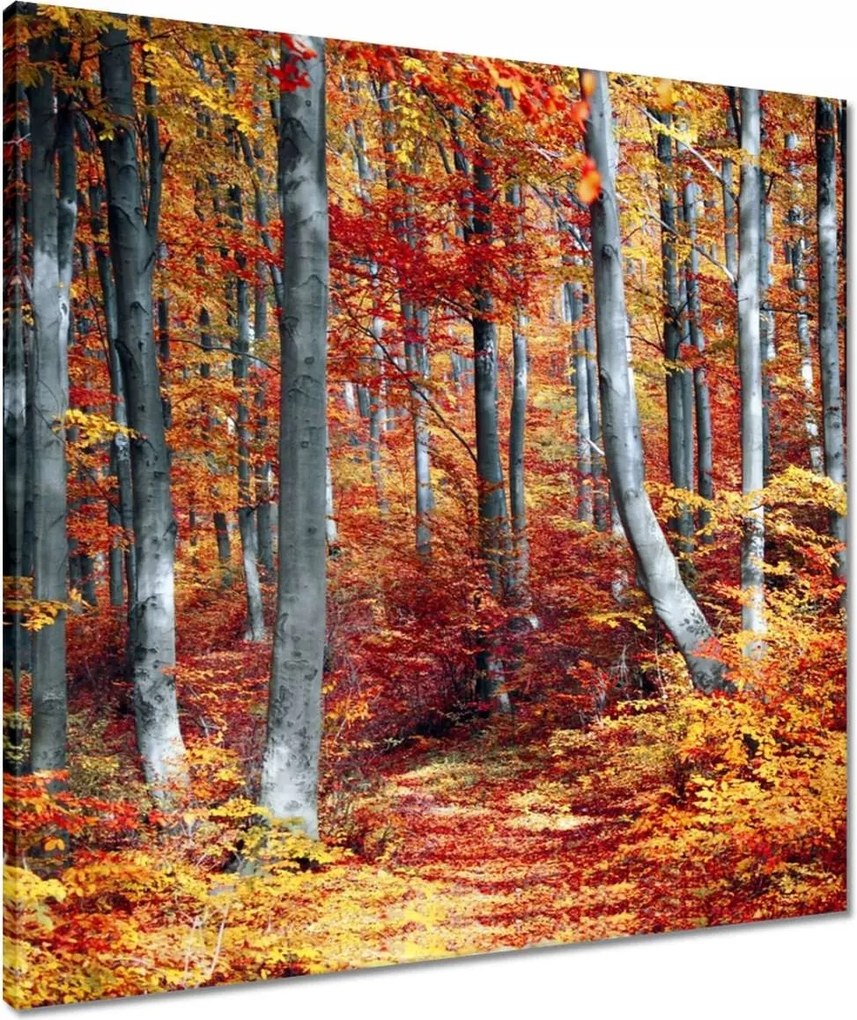 Vászonkép 60x60 Erdei táj Kilátás