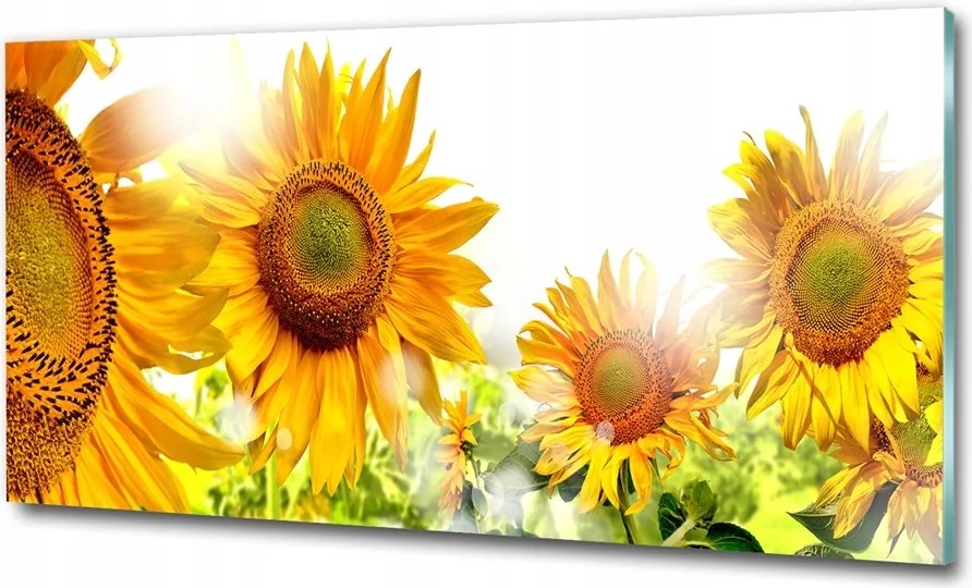 Fotó kép edzett üveg Levendula mező 100x70