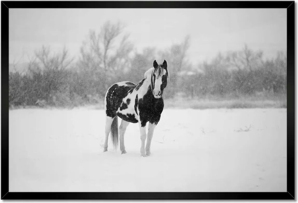 Poszterek keretben 60x40 Ló Fekete-fehér poszter