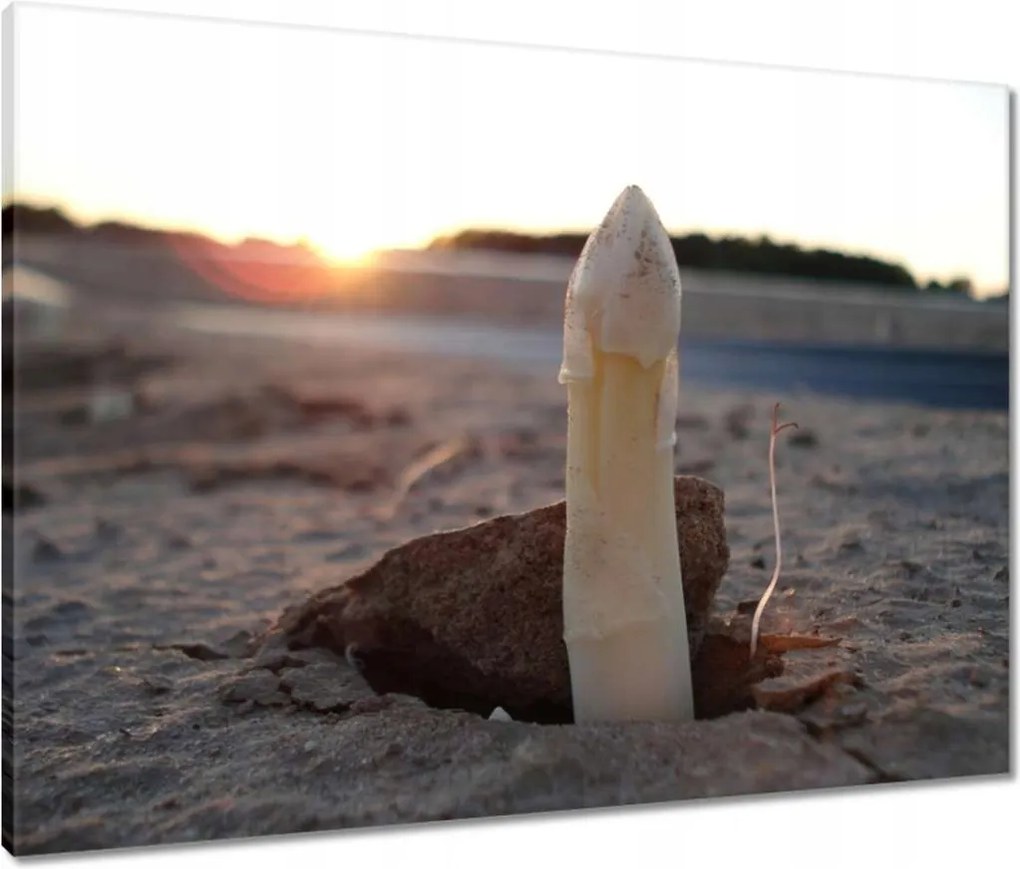 Vászonkép 80x60 Első spárga