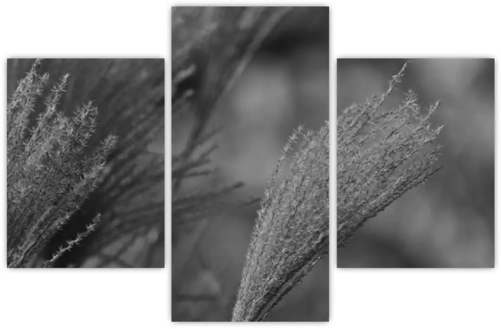 Kép - Szárított pampafű (90x60 cm)