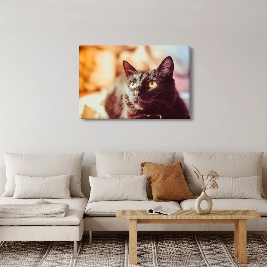 Fekete macska képe (90x60 cm)
