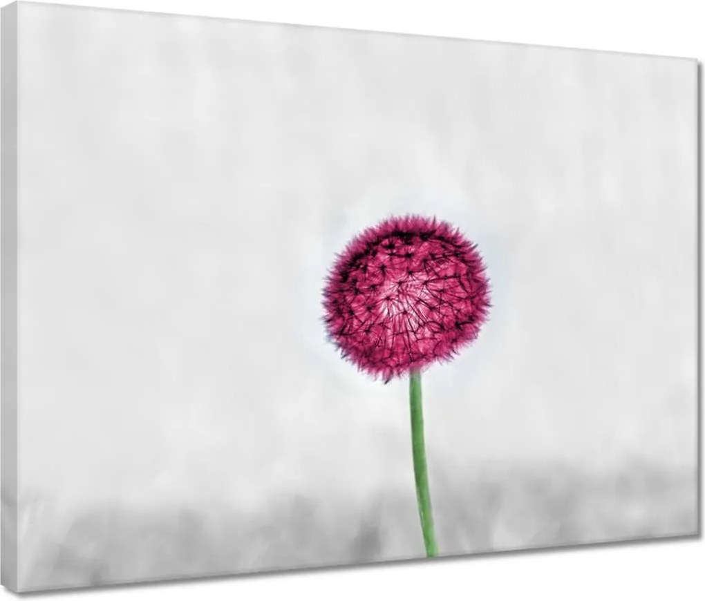 Vászonkép 40x30 Rózsaszín pitypang virág