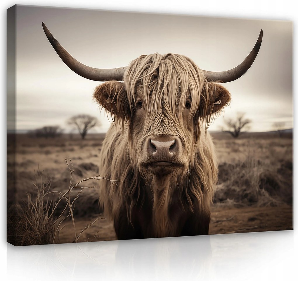 Vászon Falikép Skót Tehén Modern Nappali Hálószoba 40x30