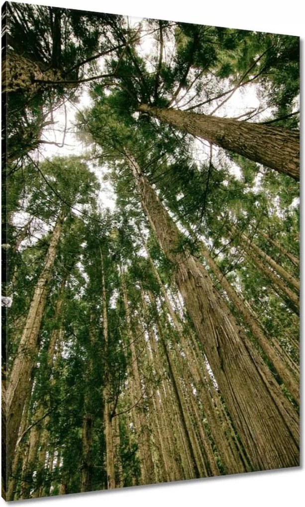 Festmények 70x100 Fák