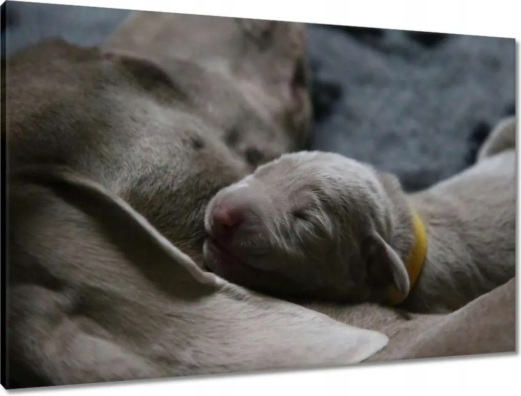 Vászonkép 90x60 Kutya Kutyák