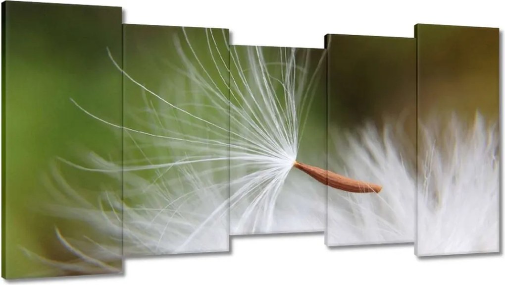 Vászonkép 150x80 Pitypang Virág Virágok