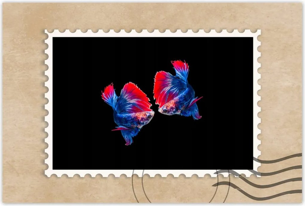 Poszterek 90x60 Harcoló sziámi halak