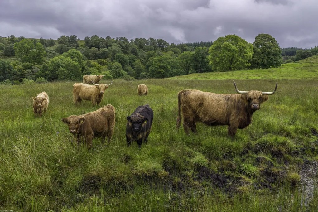 Poszter 45x30cm Highland fajtájú tehenek, Assaf Frank