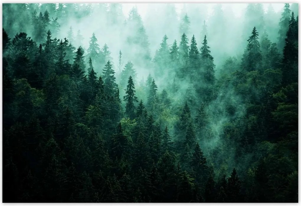 Poszterek 185x125 Erdő Köd Tájkép Utazás