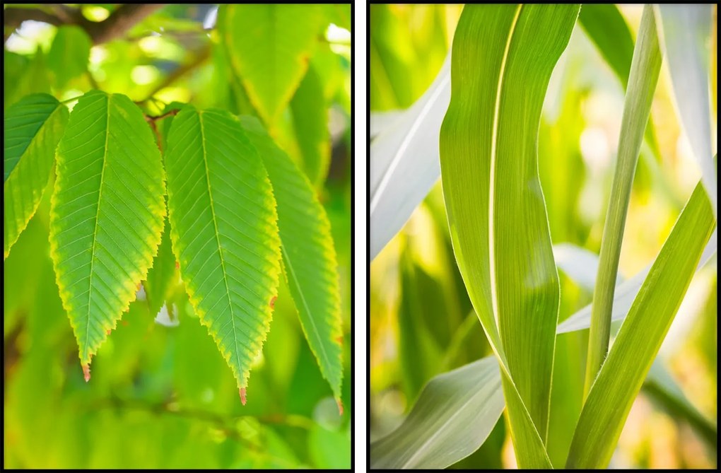 Diptichon növények levelek botanikus poszter 2db 30x40